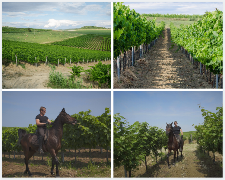 Buje – najizuzetnija lokacija vinograda za  stvaranje vrhunskih vinskih nijansa