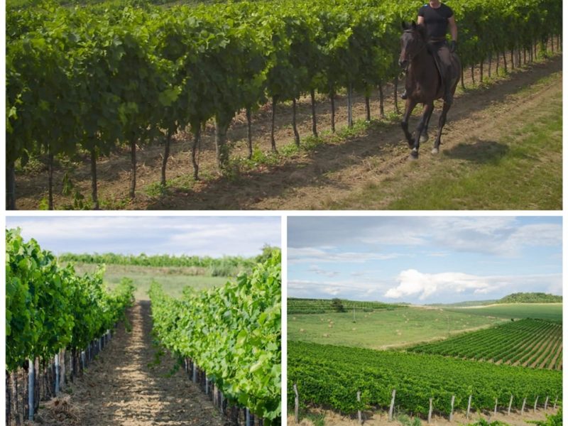 Santa Lucia – plodna istarska zemlja kao temelj izuzetnog vinograda