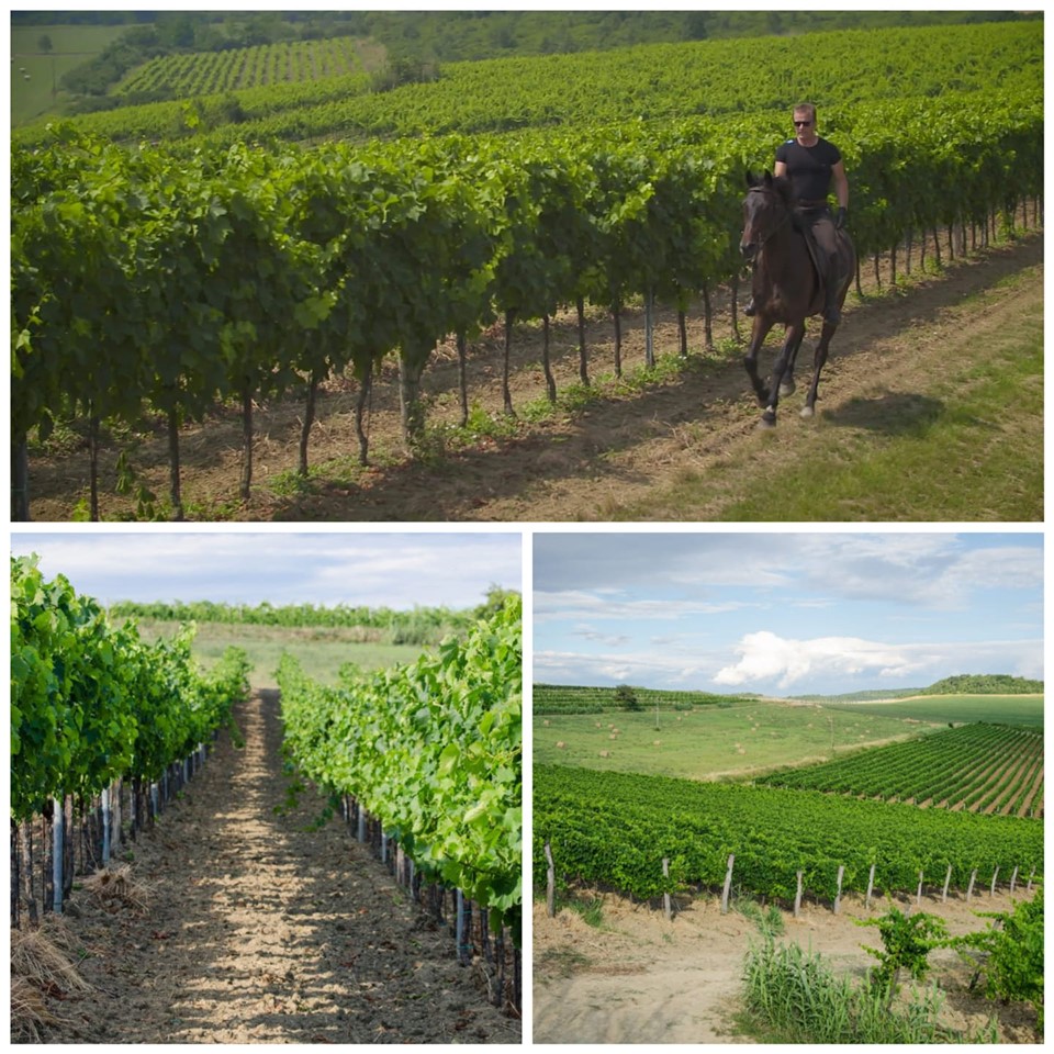 Santa Lucia – plodna istarska zemlja kao temelj izuzetnog vinograda