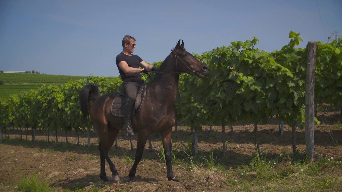 Buje – najpoznatije vinorodno područje Istre